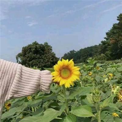 青云长歌行手游bt版下载